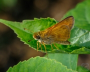 Skipper