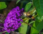 Snowberry Clearwing