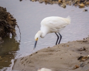 Snowy Egret with Eel