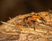 Soldier Beetle