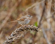 Song Sparrow