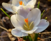 Spring Crocus