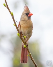 Stately Cardinal