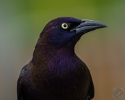 Stately Grackle