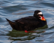 Surf Scoter