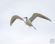 Tern with a Prize