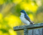 Tree Swallow