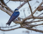 Tree Swallow