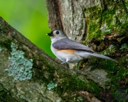 Tufted Titmouse on Branch