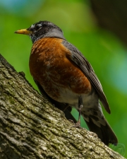 Watchful Robin