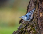 White-Breasted Nuthatch