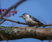 White-Breasted Nuthatch on Maple