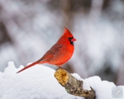 Winter Cardinal