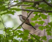 Yellow-Billed Cuckoo