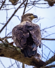 Young Bald Eagle