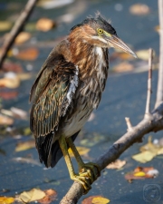 Young Green Heron