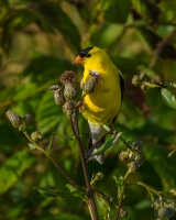 American Goldfinch