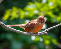 Baby Cardinal