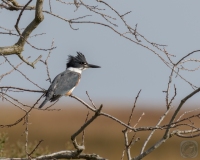 Belted Kingfisher in a Tree 1