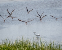 Black Skimmers