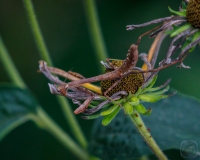 Brown Mantis