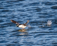 Bufflehead Takeoff