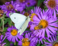 Cabbage White Butterfly