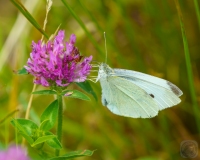 Cabbage White on Clover