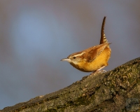 Carolina Wren