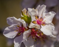 Cherry Blossoms