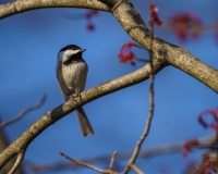 Chipper Chickadee