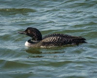 Common Loon