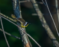 Common Yellowthroat