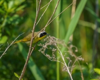 Common Yellowthroat on a Branch