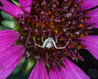 Crab Spider on Echinacea