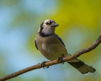 Dramatic Blue Jay