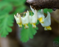 Dutchman's Breeches