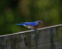 Eastern Bluebird