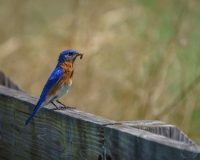 Eastern Bluebird with a Snack