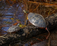 Eastern Painted Turtles