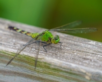 Eastern Pondhawk