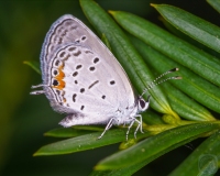 Eastern Tailed-Blue