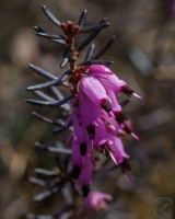 Flowering Heath