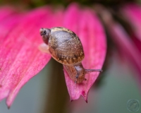 Garden Snail