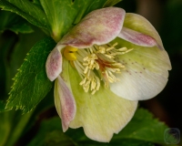 Hellebore