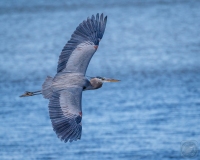 Heron in Flight