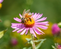 Honeybee on Aster