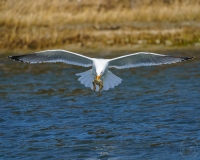 How to tell a Gull is from Maryland