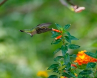 Hummingbird