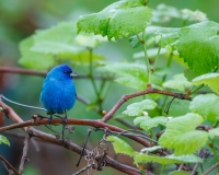 Indigo Bunting on Grapevine